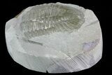Partial Ogyginus Cordensis - Classic British Trilobite #75927-1
